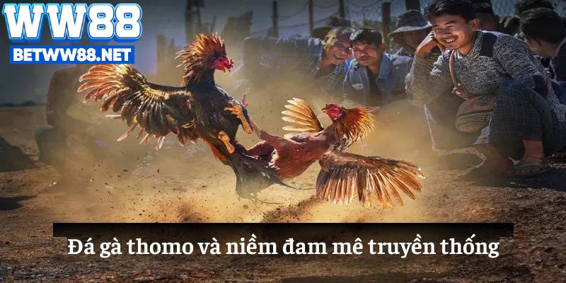 Đá gà Thomo là hình thức cá cược đá gà nổi tiếng diễn ra tại trường gà Thomo